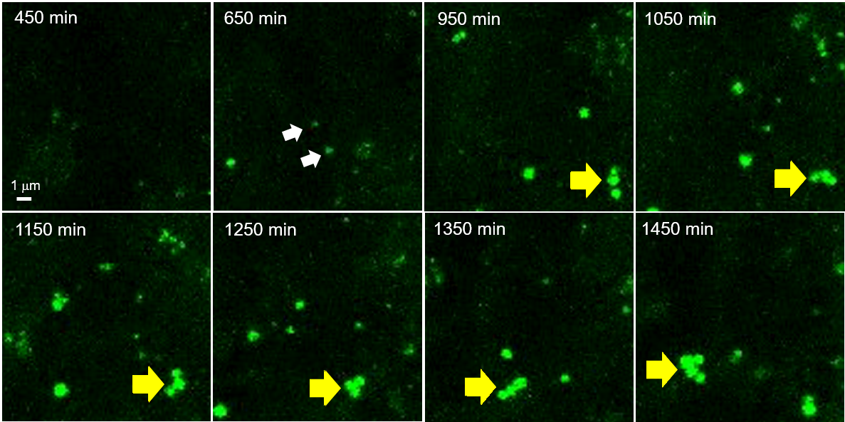 FNA-80682-data time lapse imaging-4.png